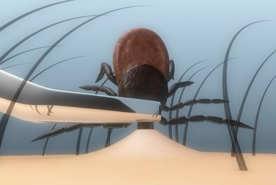 A cartoon image of a tick being removed from skin with tweezers