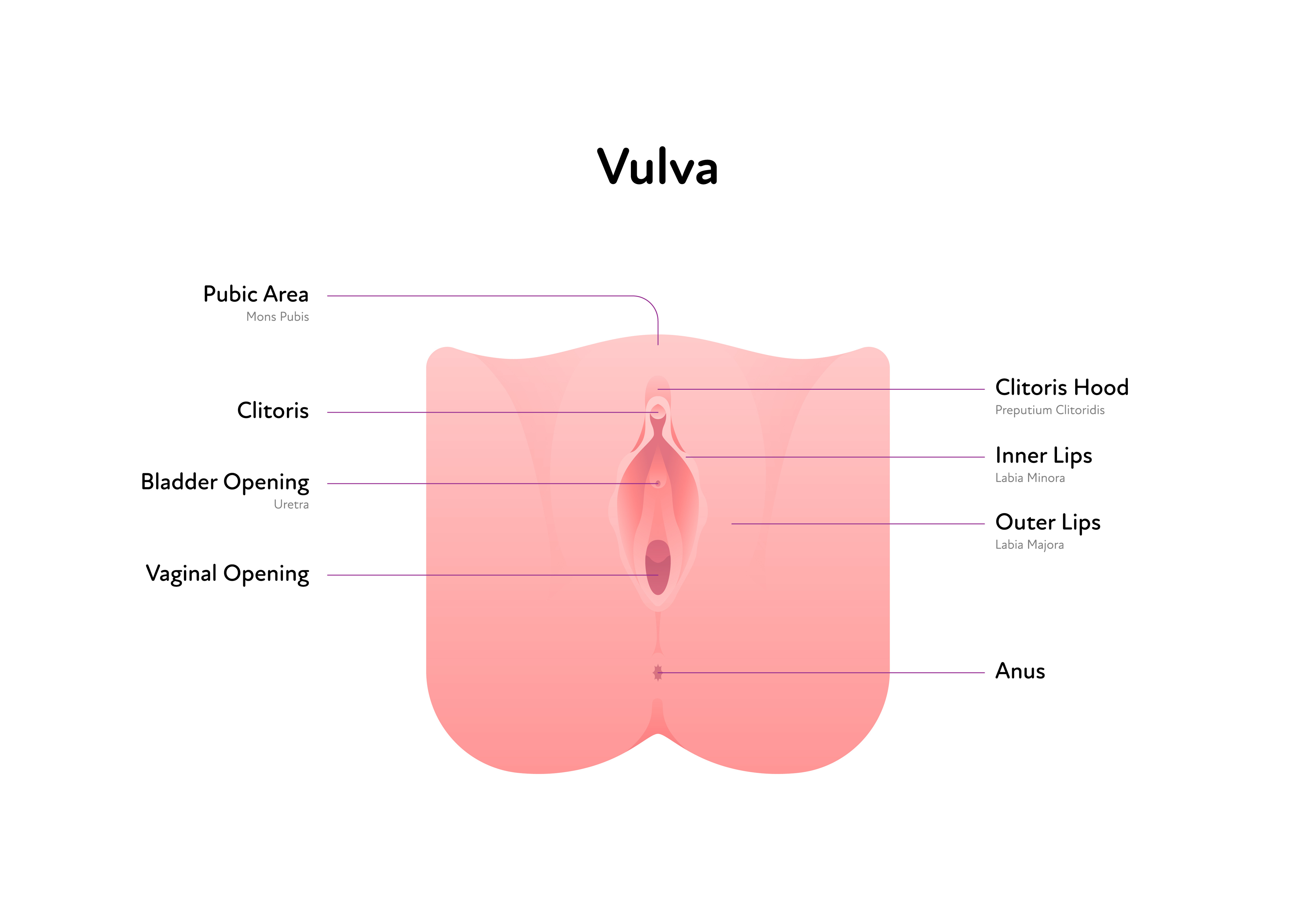 My vulva and vagina West Yorkshire Healthier Together