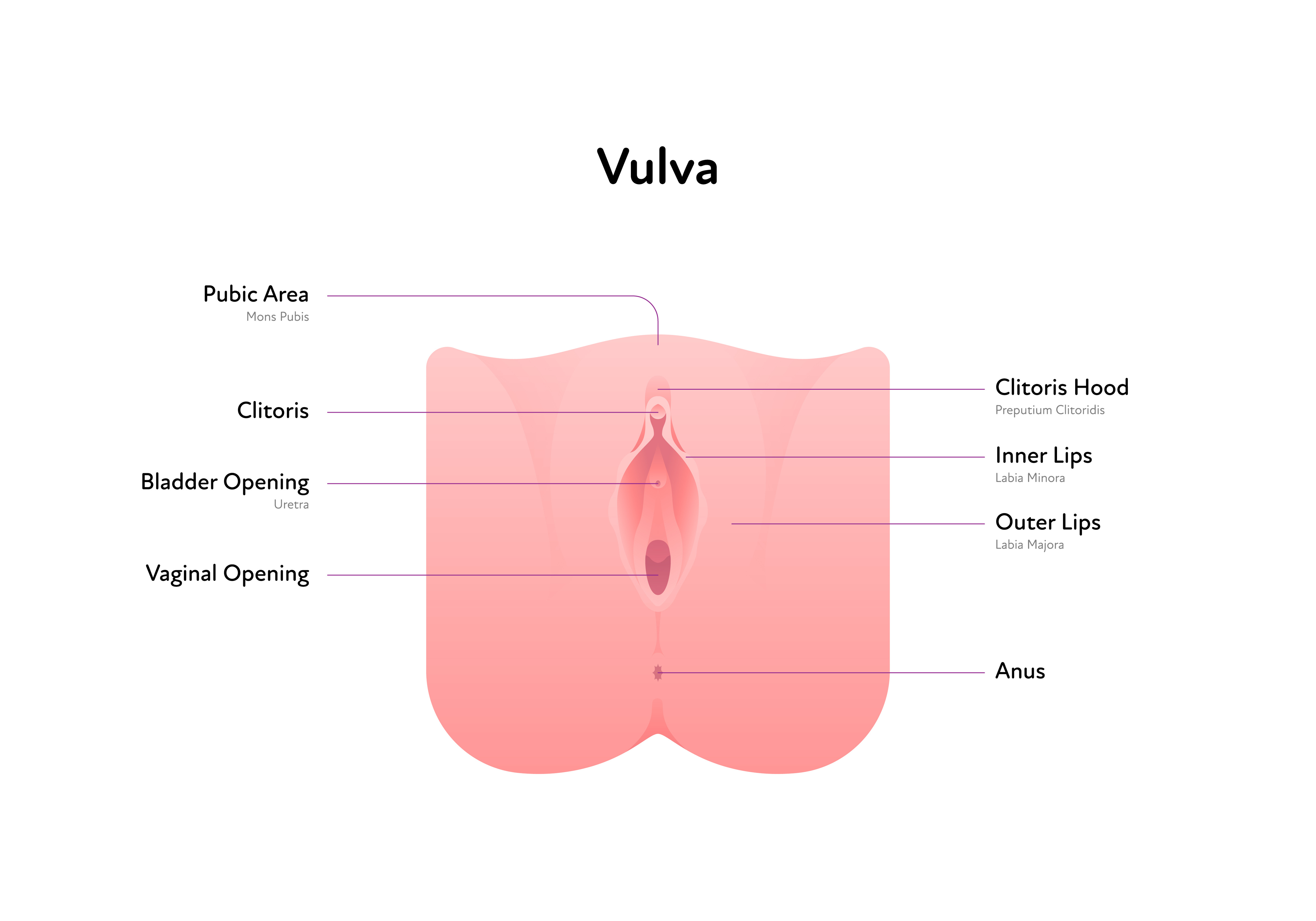 Mons Pubis: Definition, Function, Pain, and More